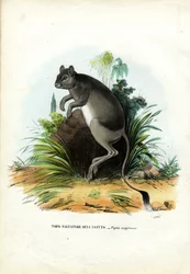 大エジプトのジャーボア、1863-79
